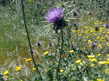 Silybum marianum